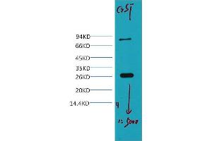 Western Blotting (WB) image for anti-Glutathione S Transferase (GST) antibody (ABIN3181093) (GST Antikörper)