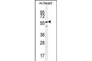 SMTNL2 Antibody (N-term) (ABIN655662 and ABIN2845134) western blot analysis in mouse heart tissue lysates (35 μg/lane). (SMTNL2 Antikörper  (N-Term))