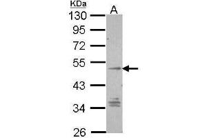 WB Image Sample (30 ug of whole cell lysate) A: Hep G2 , 10% SDS PAGE antibody diluted at 1:1000 (GPR137B Antikörper  (C-Term))