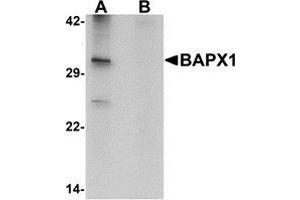 Western blot analysis of BAPX1 in human brain tissue lysate with BAPX1 antibody at 1 μg/ml in (A) the absence and (B) the presence of blocking peptide.