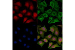 ABIN6265270 and ABIN6278780 staining HepG2 cells by IF/ICC. (SPZ1 Antikörper  (Internal Region))