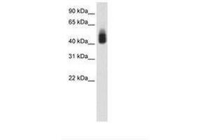 Image no. 1 for anti-SRY (Sex Determining Region Y)-Box 3 (SOX3) (C-Term) antibody (ABIN202543) (SOX3 Antikörper  (C-Term))