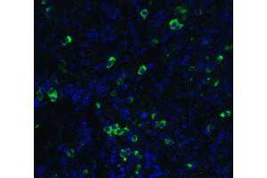 Immunofluorescent analysis of 4% paraformaldehyde-fixed human cervix cells labeling MANF with ABIN6990751 at 20 ug/mL, followed by goat anti-rabbit IgG secondary antibody at 1/500 dilution (green) and DAPI antibody (blue). (MANF Antikörper  (C-Term))