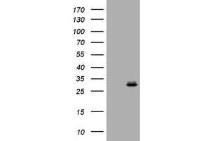 Image no. 1 for anti-RAB24, Member RAS Oncogene Family (RAB24) antibody (ABIN1500554) (RAB24 Antikörper)