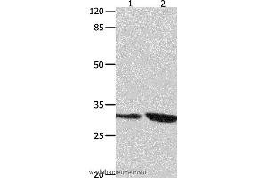 Western blot analysis of 293T and Jurkat cell  , using YWHAG Polyclonal Antibody at dilution of 1:800 (14-3-3 gamma Antikörper)