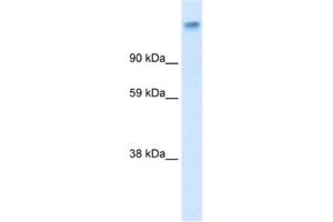 Western Blotting (WB) image for anti-Calcium Channel, Voltage-Dependent, alpha 2/delta Subunit 1 (CACNA2D1) antibody (ABIN2461079) (CACNA2D1 Antikörper)