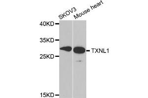 Western blot analysis of extracts of various cell lines, using TXNL1 antibody. (TXNL1 Antikörper)