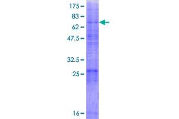 MBTPS2 Protein (AA 1-519) (GST tag)