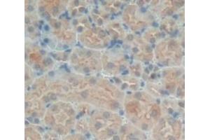 IHC-P analysis of Kidney tissue, with DAB staining. (SNX18 Antikörper  (AA 411-614))