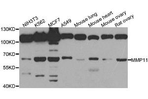 Western blot analysis of extracts of various cell lines, using MMP11 antibody. (MMP11 Antikörper)