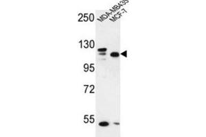 Western Blotting (WB) image for anti-SEC24 Family, Member C (SEC24C) antibody (ABIN3002130) (SEC24C Antikörper)