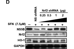 Western Blotting (WB) image for anti-Nuclear Factor (erythroid-Derived 2)-Like 2 (NFE2L2) (Internal Region) antibody (ABIN2855612)