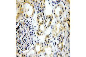 Immunohistochemistry (IHC) image for anti-Tight Junction Protein 1 (TJP1) (AA 1600-1700) antibody (ABIN6213922) (TJP1 Antikörper  (AA 1600-1700))