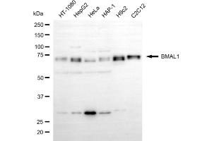 Western blotting analysis using BMAL1 antibody (ABIN7797659). (ARNTL Antikörper)