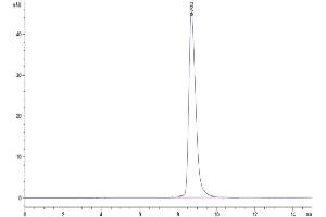 The purity of Cynomolgus IL-21R is greater than 95 % as determined by SEC-HPLC.