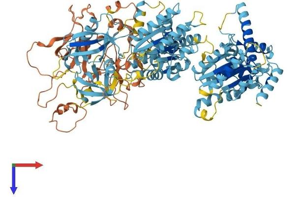 PEX6 Protein (AA 1-980) (His tag)