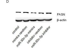 miR-30c-5p suppressed FASN expression(A) KEGG pathway analysis of genes targeted by miR-30c-5p. (beta Actin Antikörper)