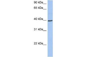 WB Suggested Anti-ACADM Antibody Titration:  0. (Medium-Chain Specific Acyl-CoA Dehydrogenase, Mitochondrial (N-Term) Antikörper)