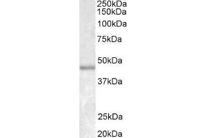 ABIN185271 staining (1. (Smooth Muscle Actin Antikörper  (N-Term))