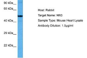 Host: Mouse Target Name: NFIL3 Sample Tissue: Mouse Heart Antibody Dilution: 1ug/ml (NFIL3 Antikörper  (Middle Region))