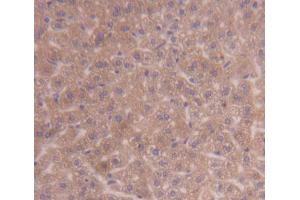 IHC-P analysis of Kidney tissue, with DAB staining. (PDK3 Antikörper  (AA 138-396))