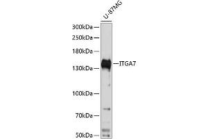 Western blot analysis of extracts of U-87MG cells, using ITG antibody  at 1:3000 dilution. (ITGA7 Antikörper  (AA 880-1020))