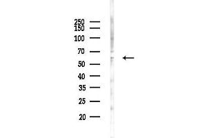 Western blot analysis of lysates from 293 cells(LPS 4h treatment), using CORO1A Antibody at 1/1000 dilution.