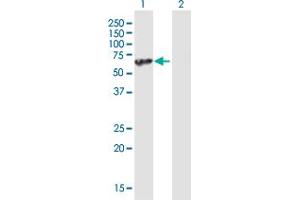 Western Blot analysis of UBAP1 expression in transfected 293T cell line by UBAP1 MaxPab polyclonal antibody. (UBAP1 Antikörper  (AA 1-502))