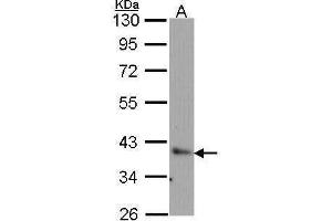 WB Image Sample (30 ug of whole cell lysate) A: H1299 10% SDS PAGE Bag1 antibody antibody diluted at 1:1000 (BAG1 Antikörper)
