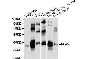 Western blot analysis of extracts of various cell lines, using ELP5 antibody (ABIN6292001) at 1:1000 dilution. (Retinoic Acid Induced 12 (RAI12) Antikörper)