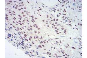 Immunohistochemistry (IHC) image for anti-Chromobox Homolog 3 (CBX3) (AA 1-183) antibody (ABIN5889677) (CBX3 Antikörper  (AA 1-183))