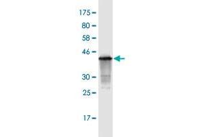 Western Blot detection against Immunogen (40. (CDKN2B Antikörper  (AA 1-138))