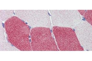 Immunohistochemistry with Human Skeletal Muscle lysate tissue at an antibody concentration of 5. (HMGCS1 Antikörper  (Middle Region))