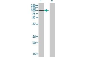 Western Blot analysis of ZFP82 expression in transfected 293T cell line by ZFP82 MaxPab polyclonal antibody. (Zinc finger protein 82 homolog (ZFP82) (AA 1-532) Antikörper)