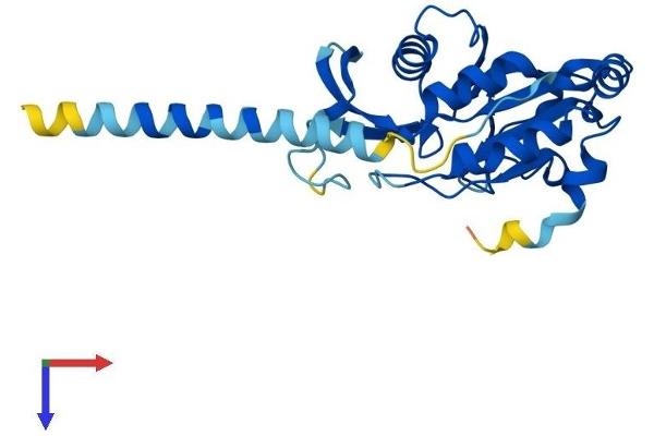 CTDNEP1A Protein (AA 1-244) (His tag)