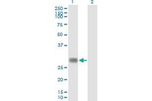Western Blot analysis of RNF144A expression in transfected 293T cell line by RNF144A MaxPab polyclonal antibody. (RNF144A Antikörper  (AA 1-292))