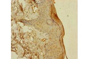 Immunohistochemistry of paraffin-embedded human skin tissue using ABIN7166047 at dilution of 1:100 (S1A14 (AA 1-104) Antikörper)