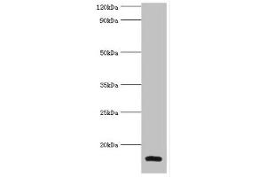 Western blot All lanes: Galectin-2 antibody at 6 μg/mL + Mouse liver tissue Secondary Goat polyclonal to rabbit IgG at 1/10000 dilution Predicted band size: 15 kDa Observed band size: 15 kDa (Galectin 2 Antikörper  (AA 1-132))