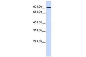 Image no. 1 for anti-Heat Shock 105kDa/110kDa Protein 1 (HSPH1) (AA 504-553) antibody (ABIN6743632) (HSPH1 Antikörper  (AA 504-553))