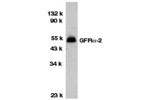 Western Blotting (WB) image for anti-GDNF Family Receptor alpha 2 (GFRA2) (Middle Region) antibody (ABIN1030938)