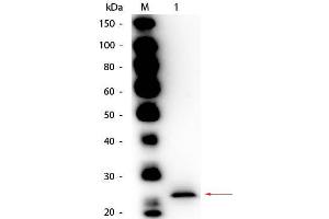 Western Blot of Goat anti-Papain Antibody Biotin Conjugated. (Papain Antikörper (Biotin))