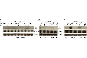 Western Blotting (WB) image for anti-Glyceraldehyde-3-Phosphate Dehydrogenase (GAPDH) antibody (ABIN2857072)