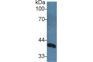 Western Blot; Sample: Rat Serum; Primary Ab: 3µg/ml Rabbit Anti-Rat dLK1 Antibody Second Ab: 0. (DLL1 Antikörper  (AA 81-311))