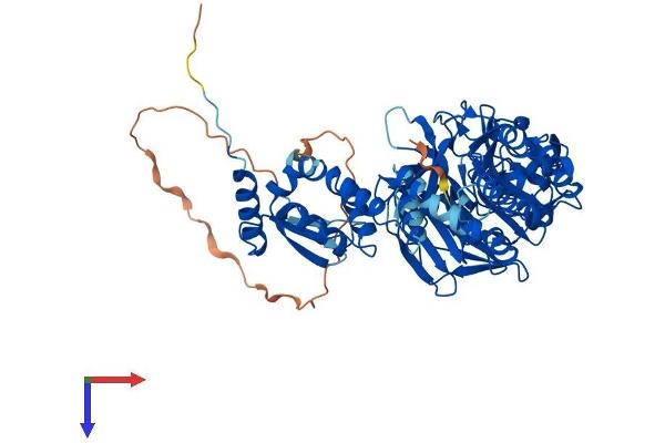 KLHL14 Protein (AA 1-630) (His tag)