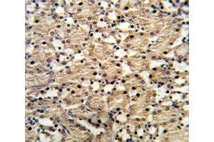 IHC analysis of FFPE mouse kidney stained with PAX8 antibody (PAX8 Antikörper  (AA 285-313))