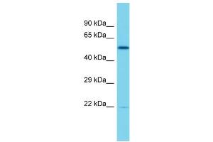 Host: Rabbit  Target Name: Elf2  Sample Tissue: Rat Thymus lysates  Antibody Dilution: 1. (ELF2 Antikörper  (Middle Region))