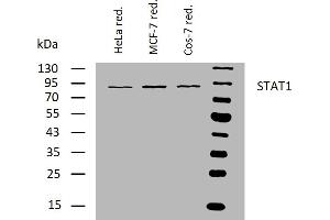 Western blotting analysis of human STAT1 using mouse monoclonal antibody SM1 on lysates of HeLa, MCF-7, and Cos-7 cell lines under reducing conditions.