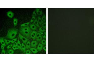 Peptide - +Western blot analysis of extracts from K562 cells, using GPR153 antibody. (GPR153 Antikörper)