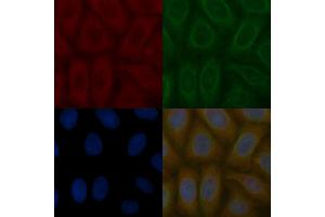 FGFR4 Mouse Monoclonal Antibody staining Hela cells by IF/ICC.
