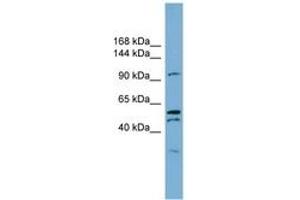 Image no. 1 for anti-Anoctamin 6 (ANO6) (AA 791-840) antibody (ABIN6743329) (Anoctamin 6 Antikörper  (AA 791-840))